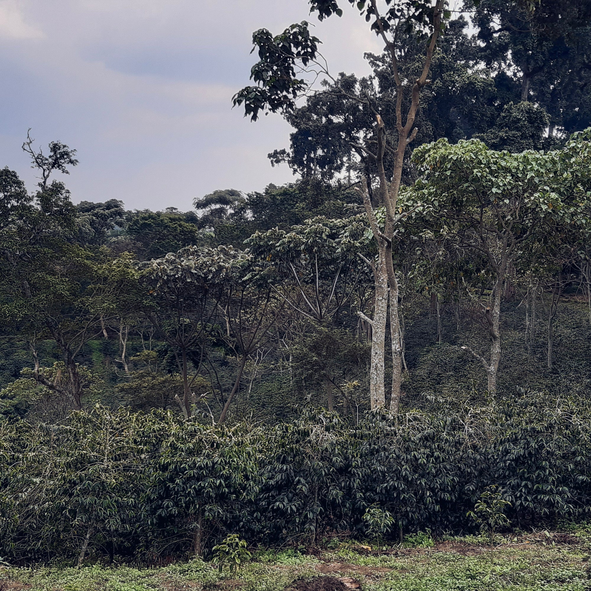 Coffee plants at Gesha Village Estate in Ethiopia