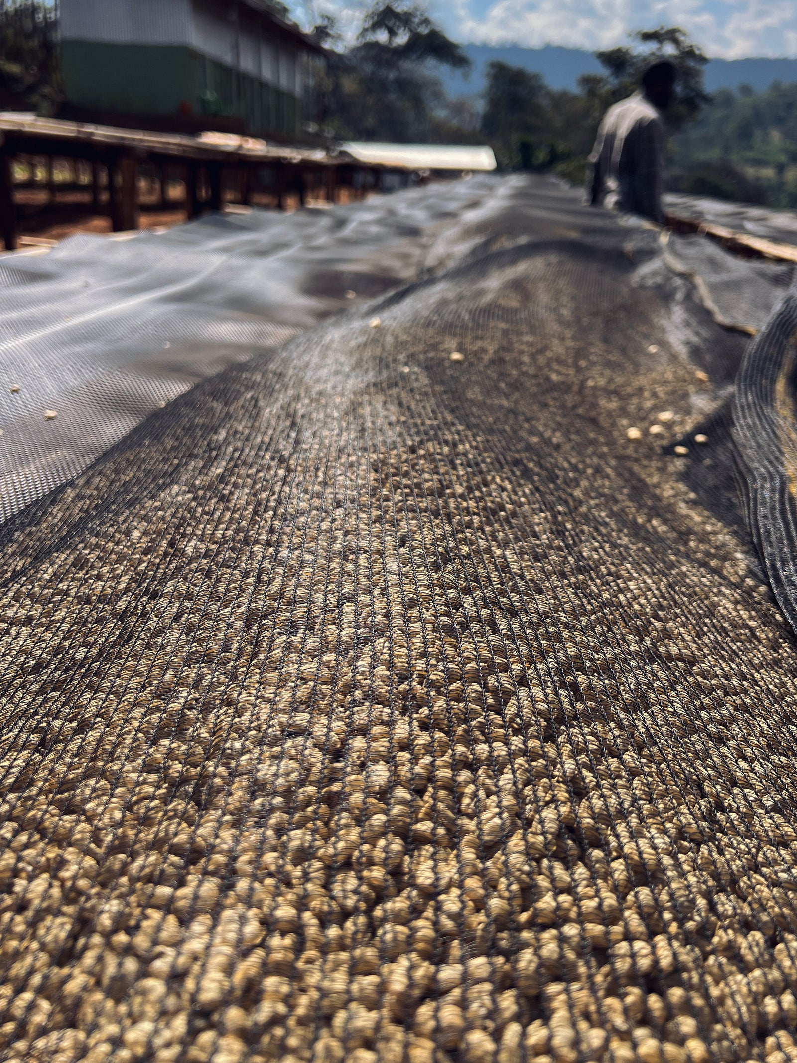 Close up of parchment drying on raised beds covered by mesh providing shade.