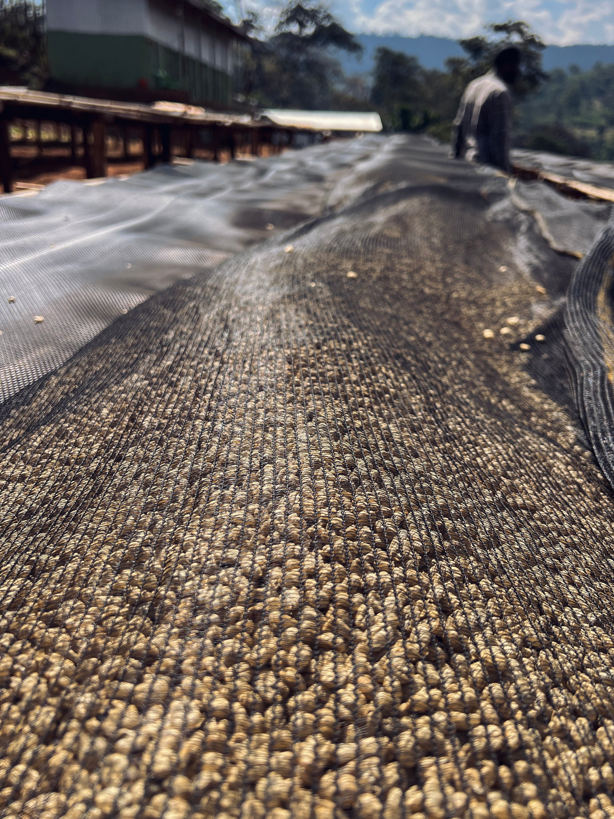 Close up of parchment drying on raised beds covered by mesh providing shade.