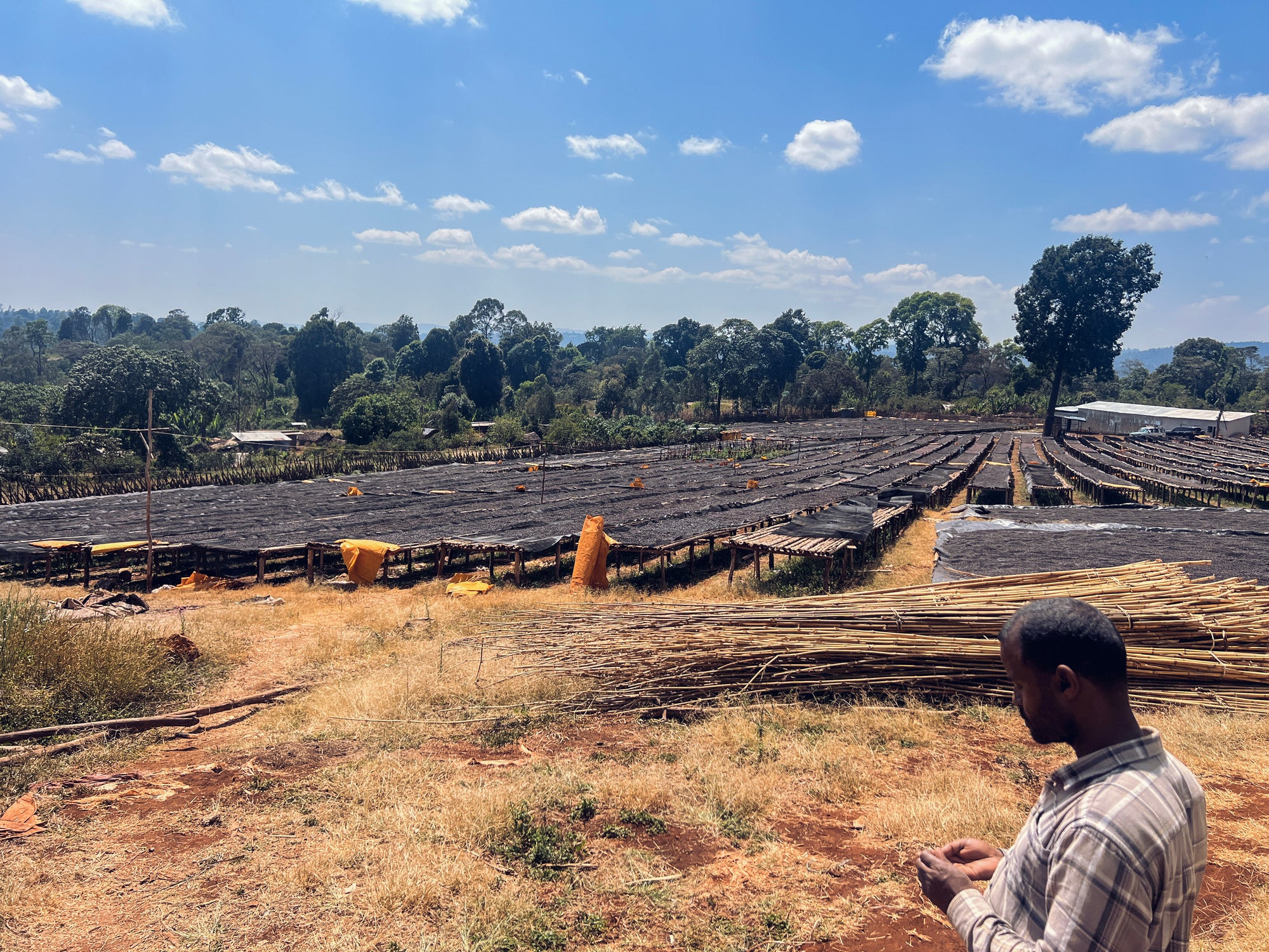 Coffee drying on raised beds in Ethiopia.