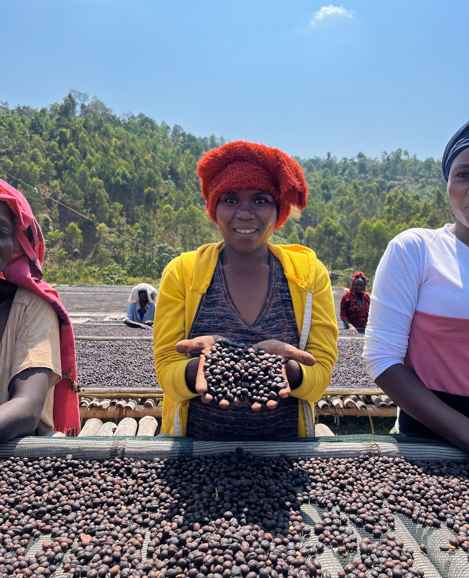 Staff holding coffee cherries drying on raised beds in Ethiopia.
