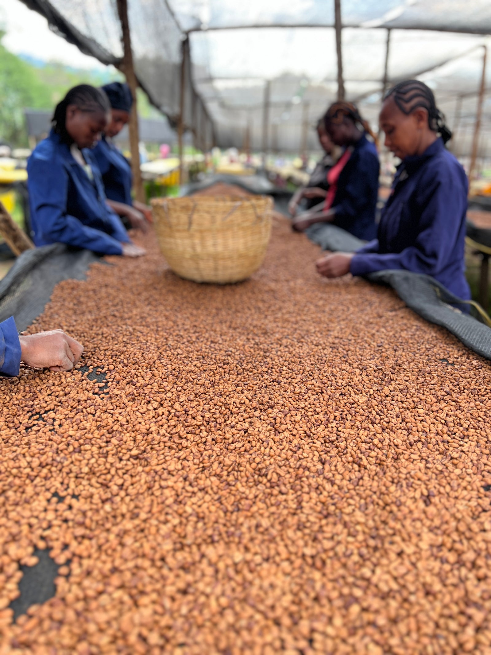 People sorting through drying coffee on a raised drying bed.