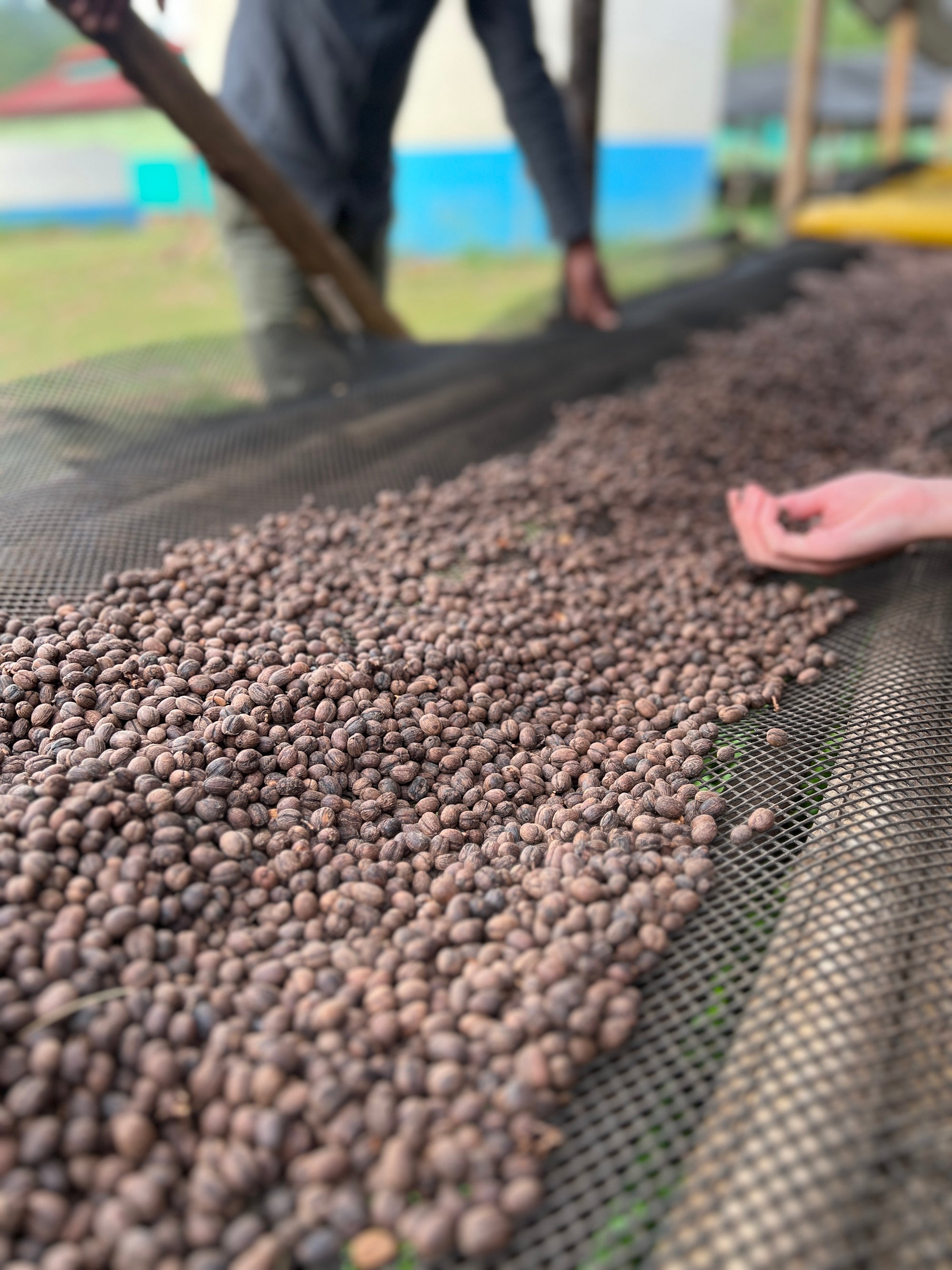 Person rotating dried coffee cherries on a mesh surface.