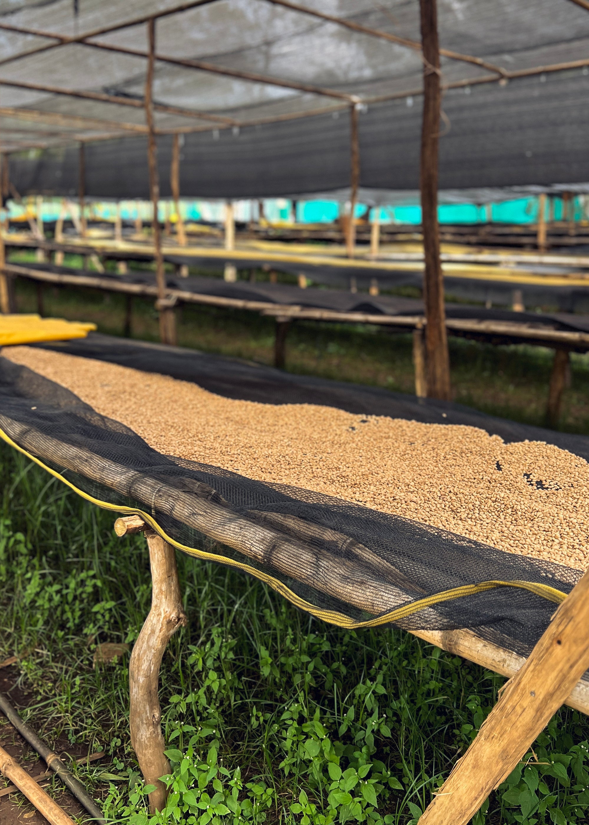 Premium washed parchment coffee drying on raised beds under shade.