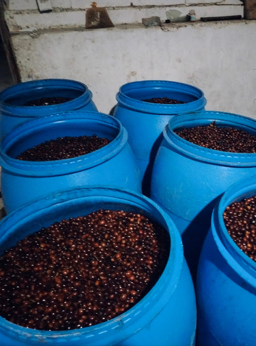 Blue barrels filled with ripe coffee fruit.