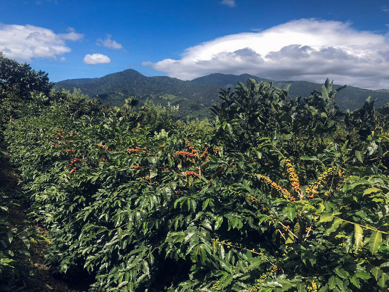 Coffee plantation with mountains in the background