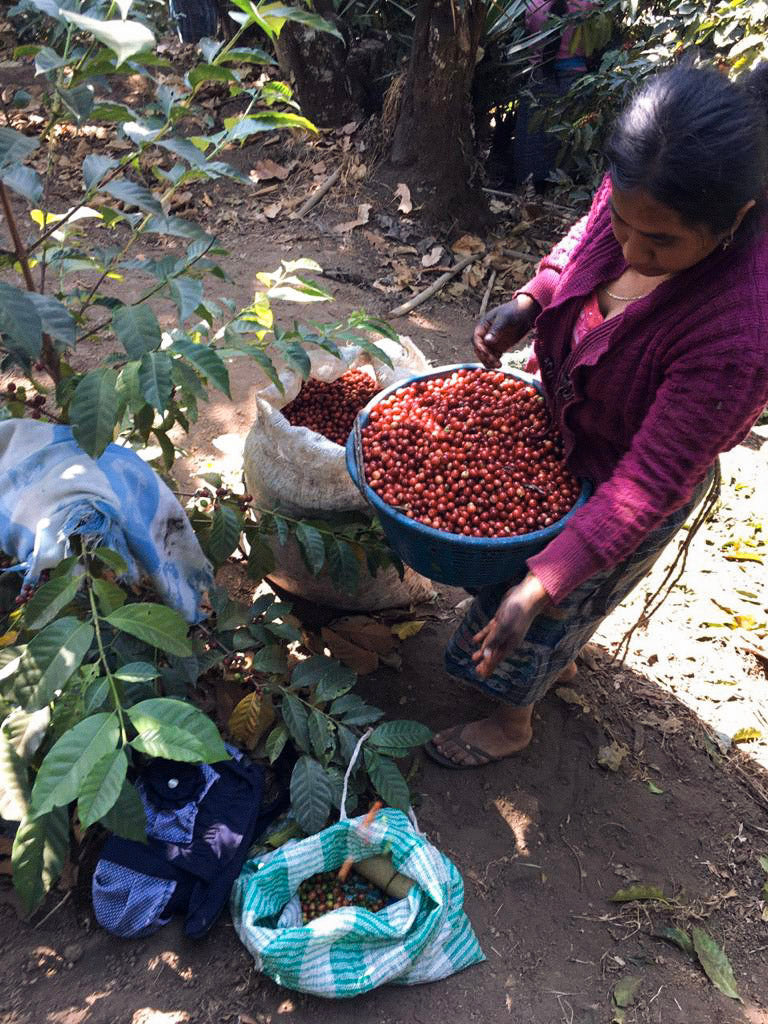 Woman sorting coffee fruit at a coffee farm.