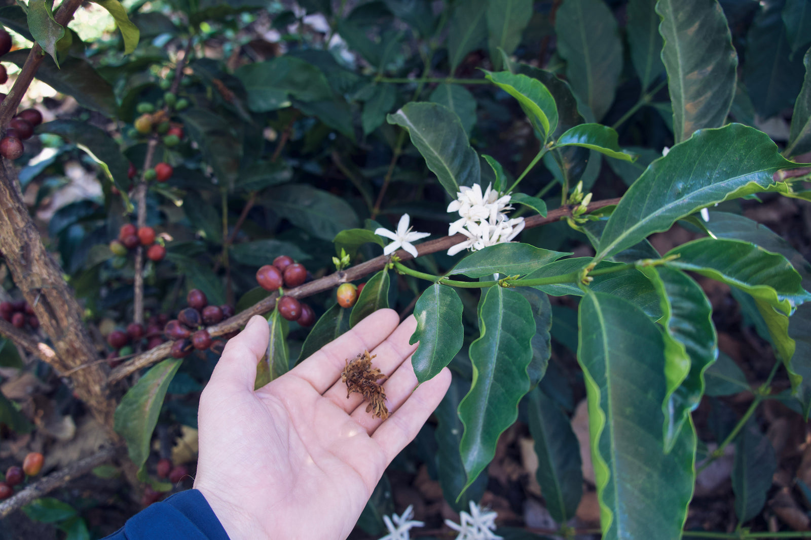 Hand holding coffee flowers with a coffee plant in the background