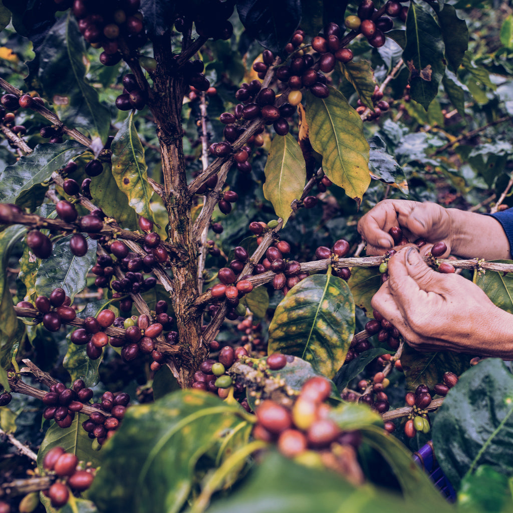 Coffee fruit being picked from the plant.