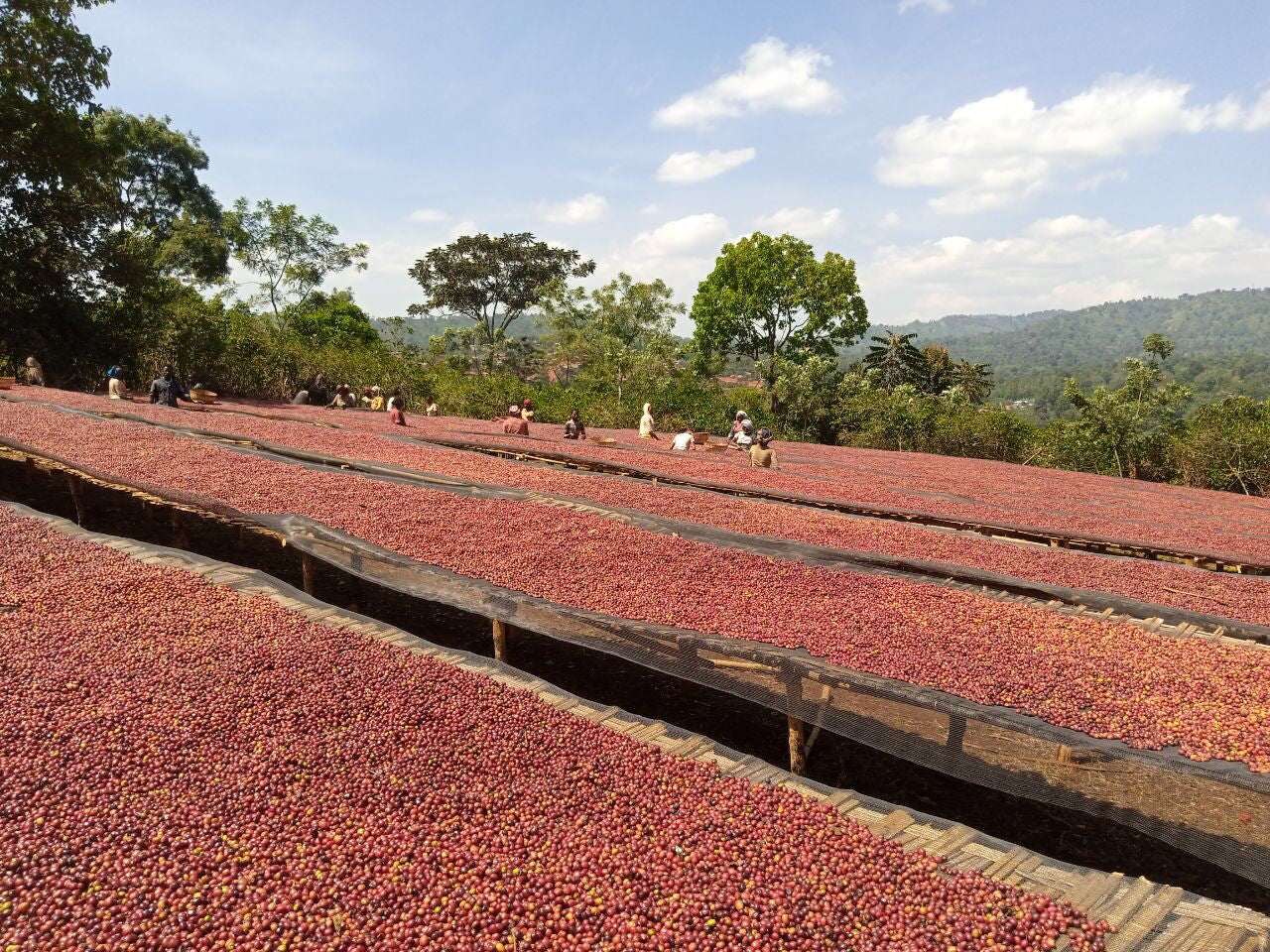 A landscape picture with raised beds full of red coffee cherry drying under the sun.  A group of women and men are sorting the coffee in the distance.