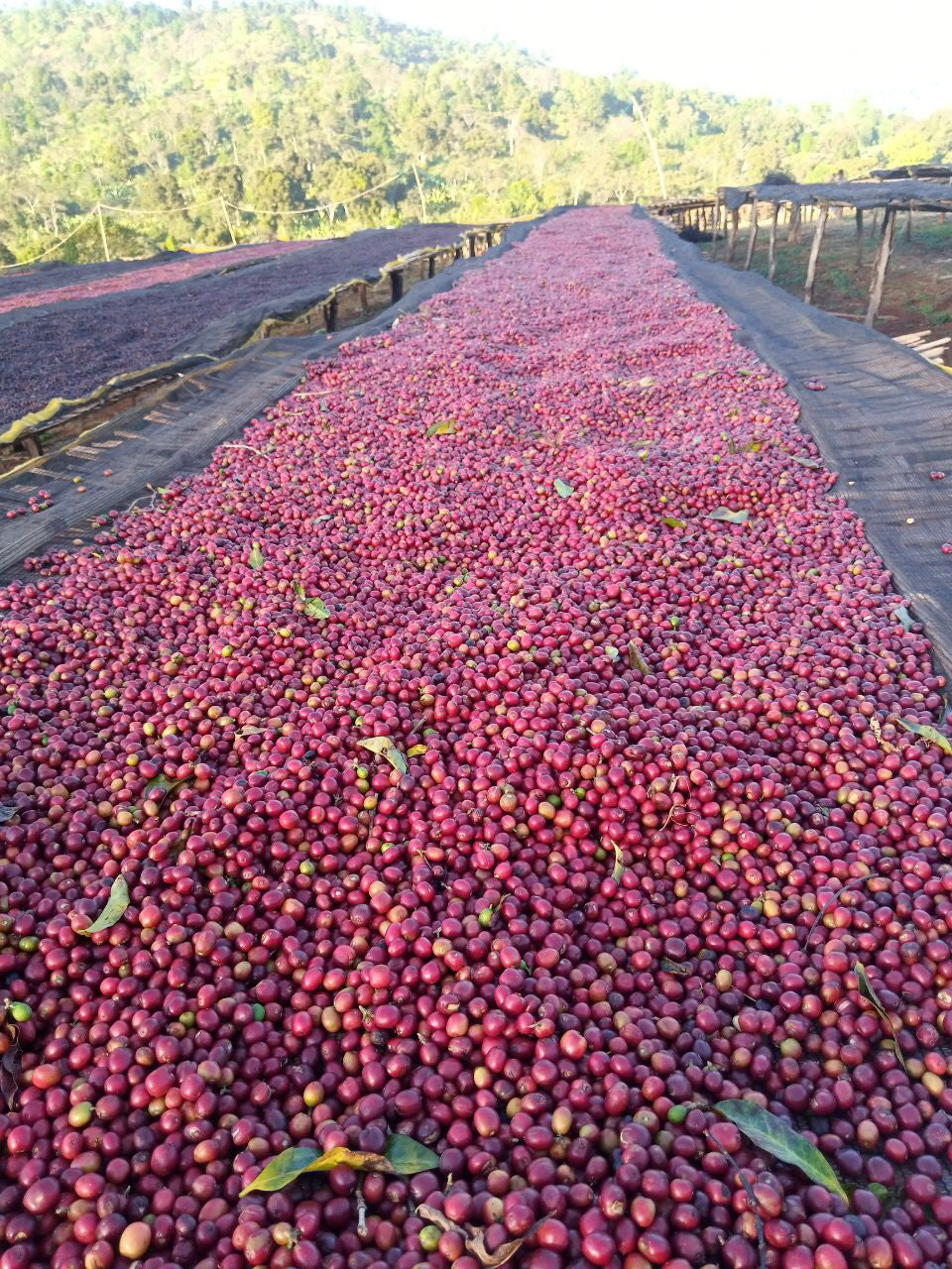 A close up picture of red coffee cherry laying on a raised bed outdoors under the sun