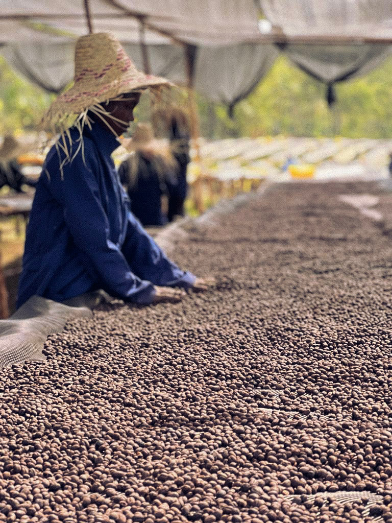 Person sorting coffee beans on a drying bed.