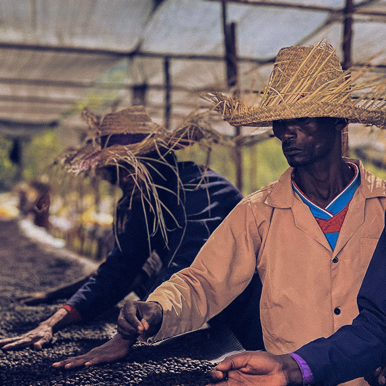 Staff at Adorsi washing station in Ethiopia sorting coffee cherries.