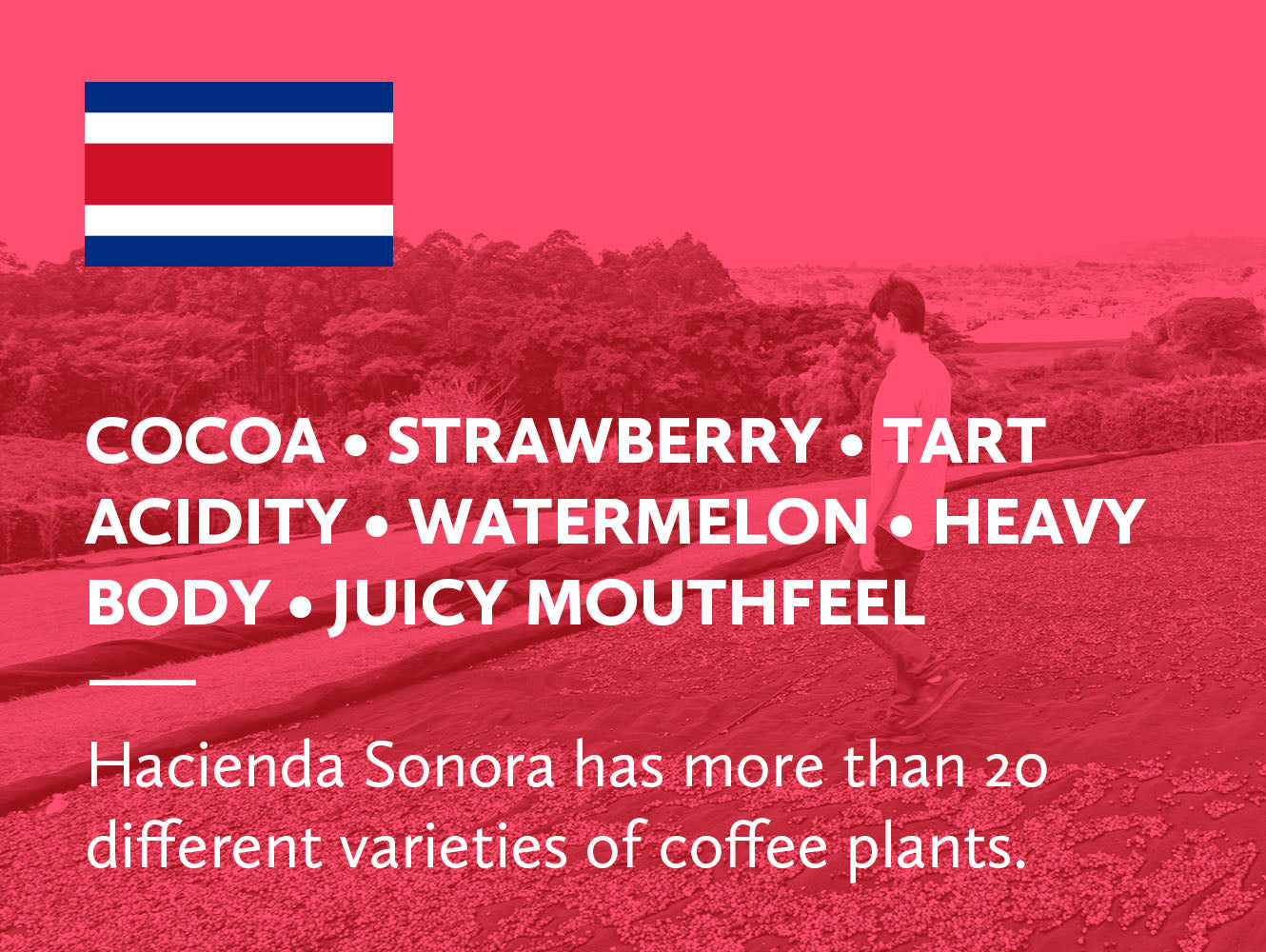 Photo of Hacienda Sonora farm with farmer crossing over coffee cherries drying. Cocoa • Strawberry • Tart Acidity • Watermelon • Heavy Body • Juicy Mouthfeel. Hacienda Sonora has more than 20 different varieties of coffee plants.